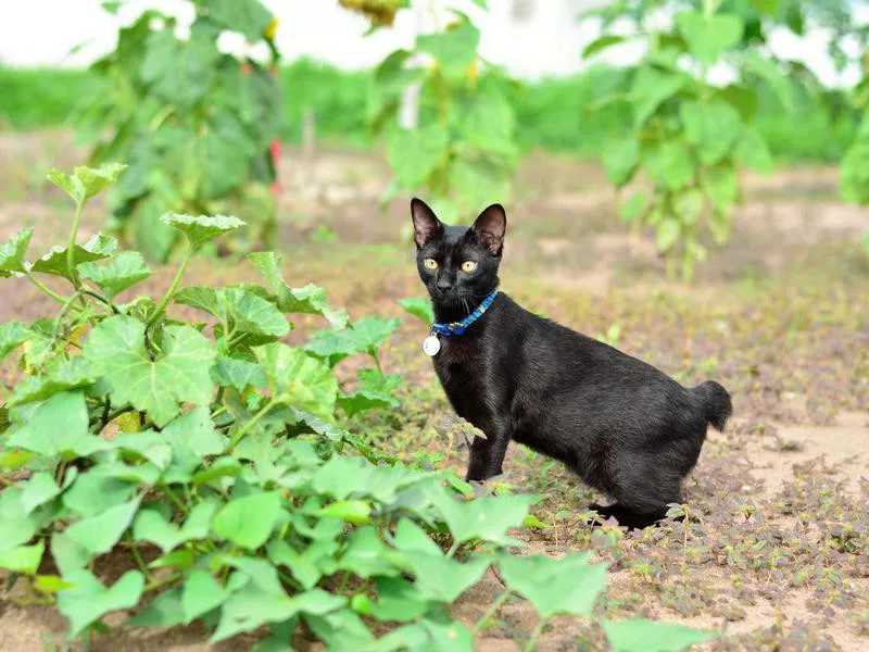 japanese bobtail