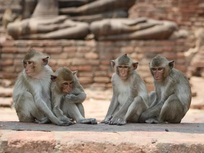 Group of monkeys