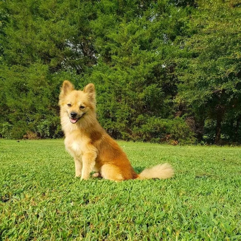 German Spitz