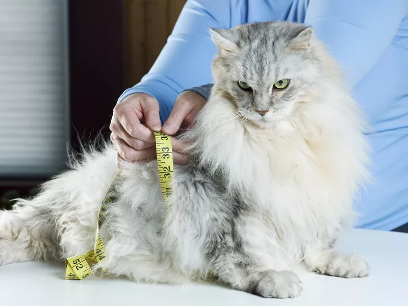 Overweight Maine coon cat