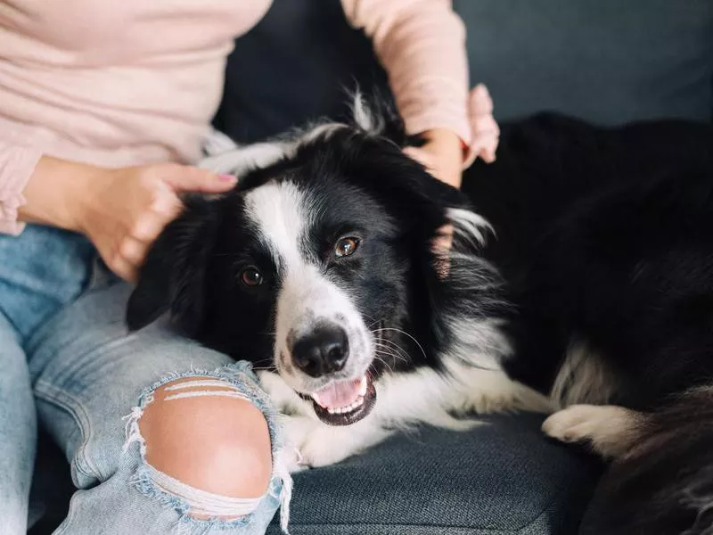 Border Collie