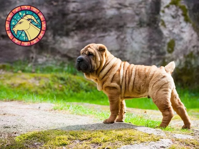 Shar-Pei