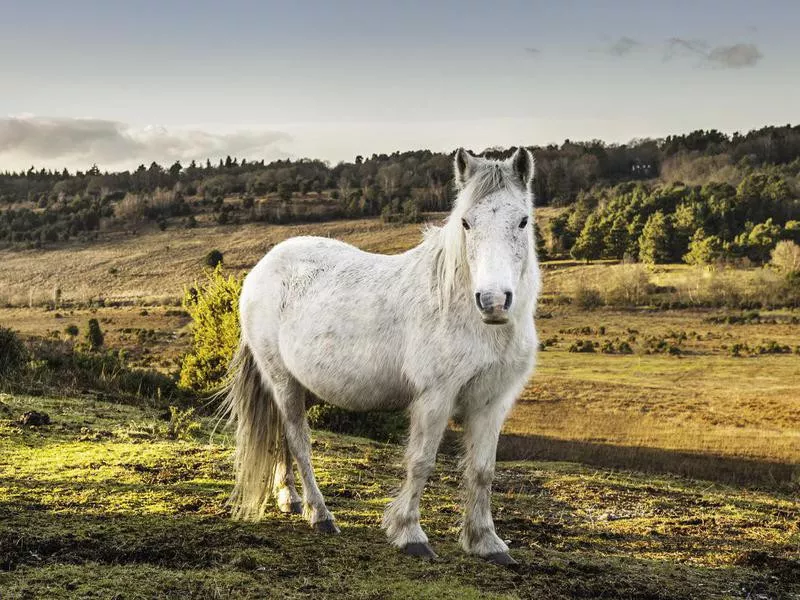 New Forest wild pony