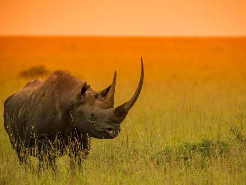 Endangered Black Rhino