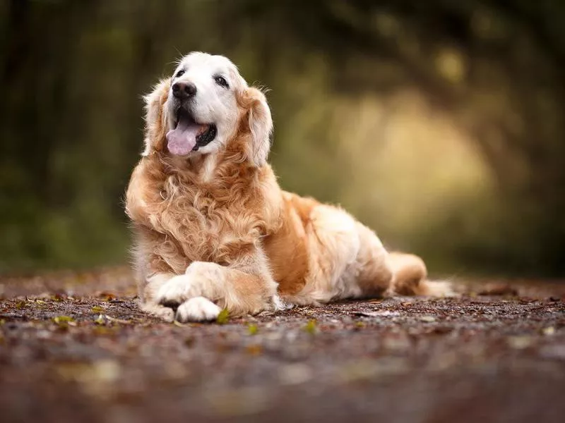 Golden retriever