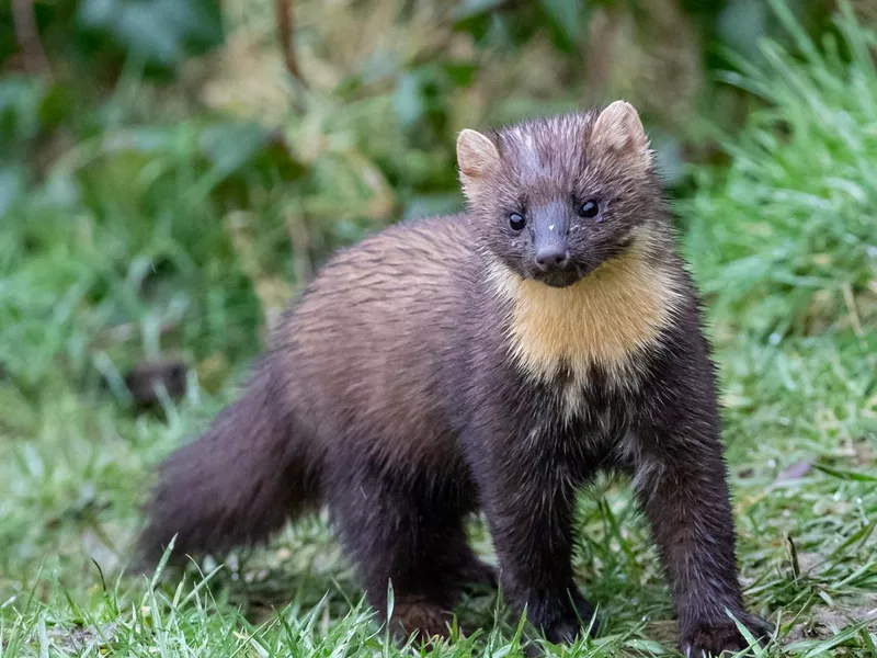 Pine Marten