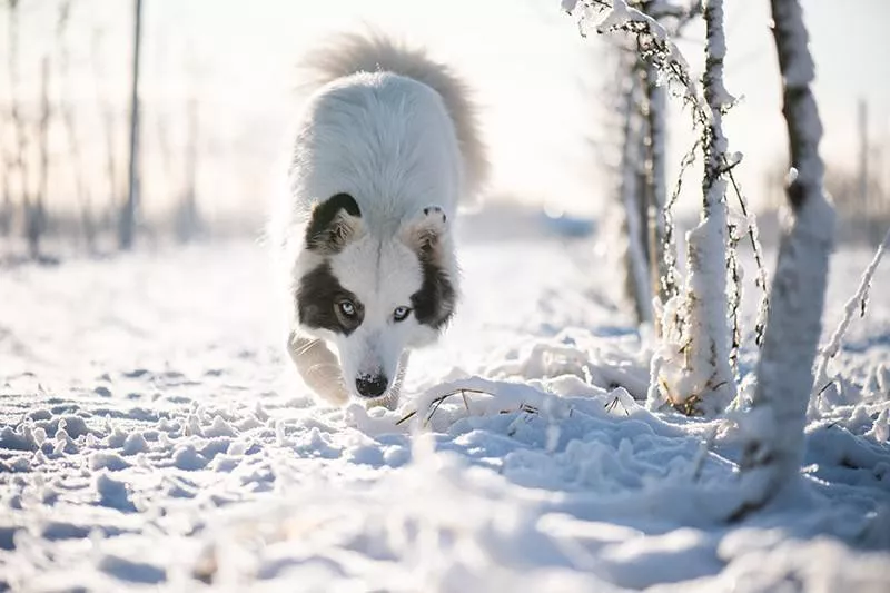 Yakutian Laika