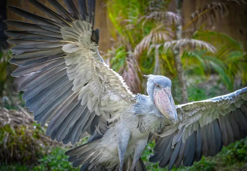 Shoebill wingspan