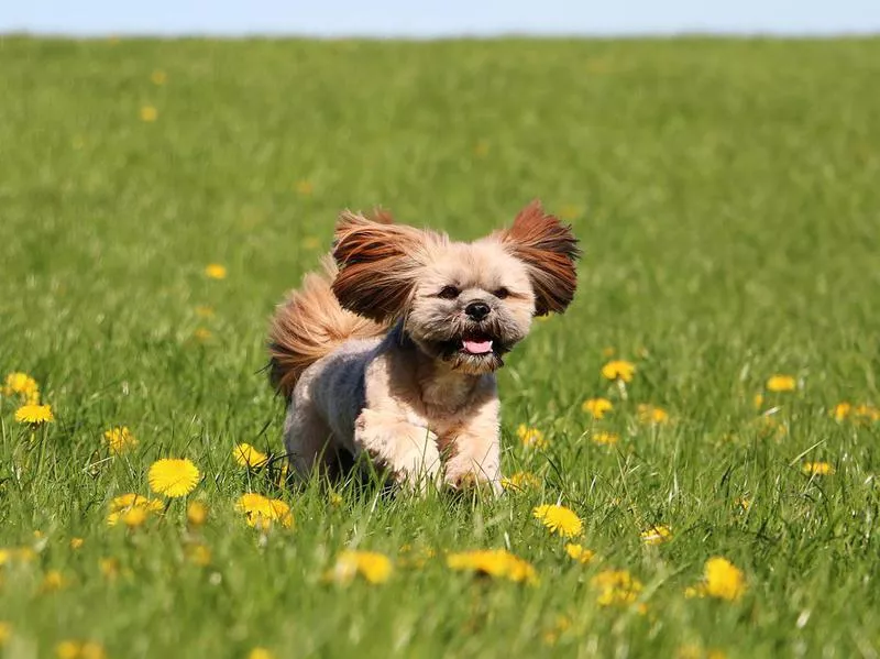 lhasa apso