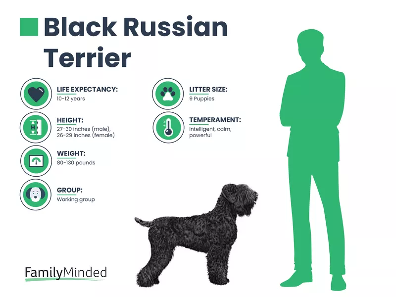 Russian Terrier breed info