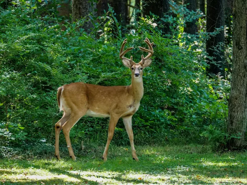 Deer in front of green trees