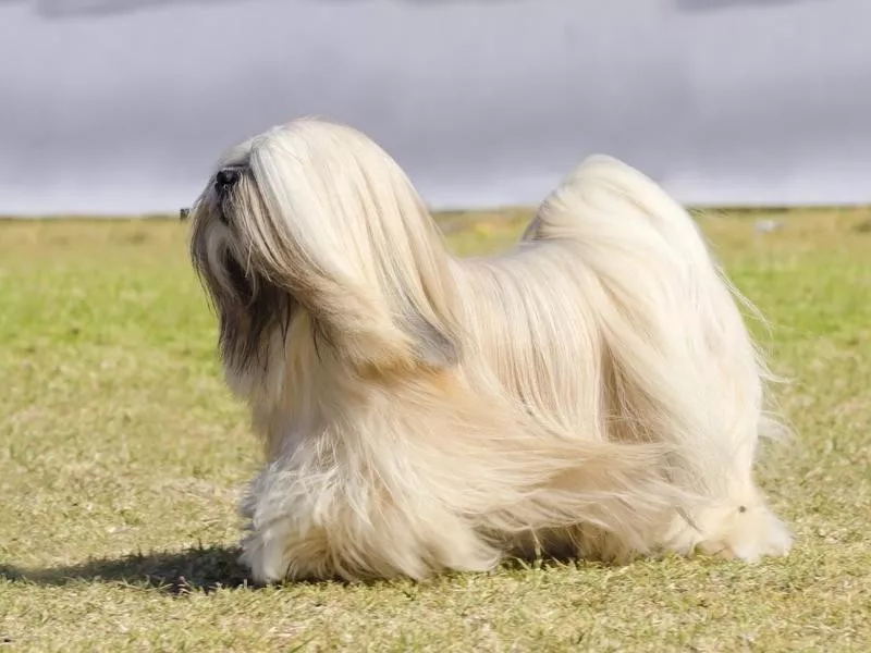 Lhasa Apso