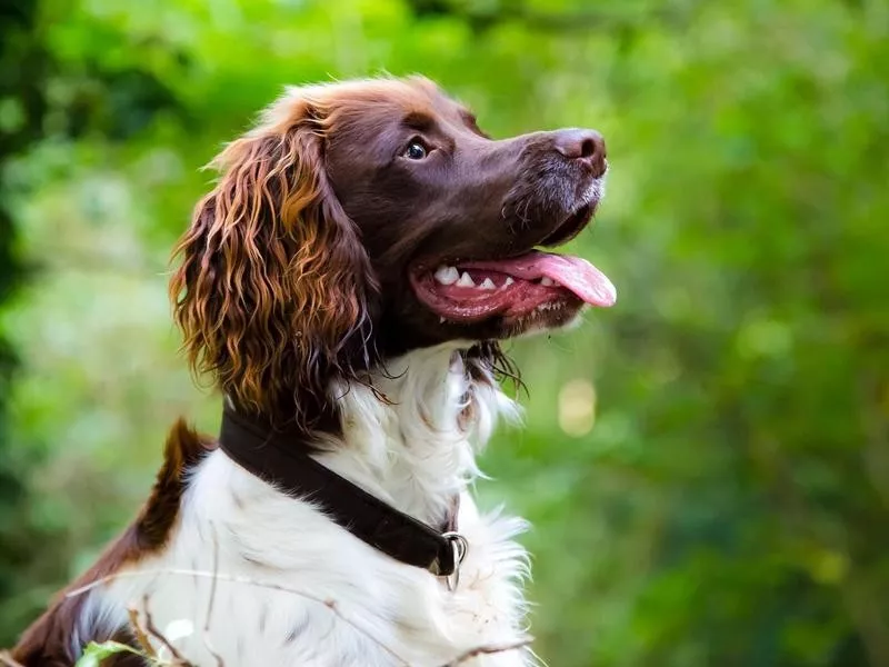 English Springer Spaniel