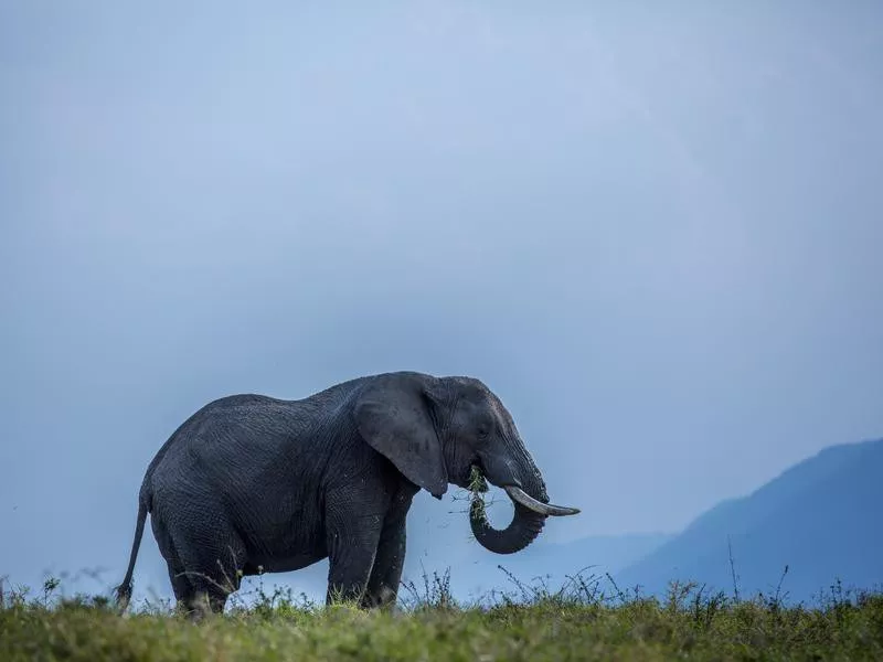 Lone Elephant