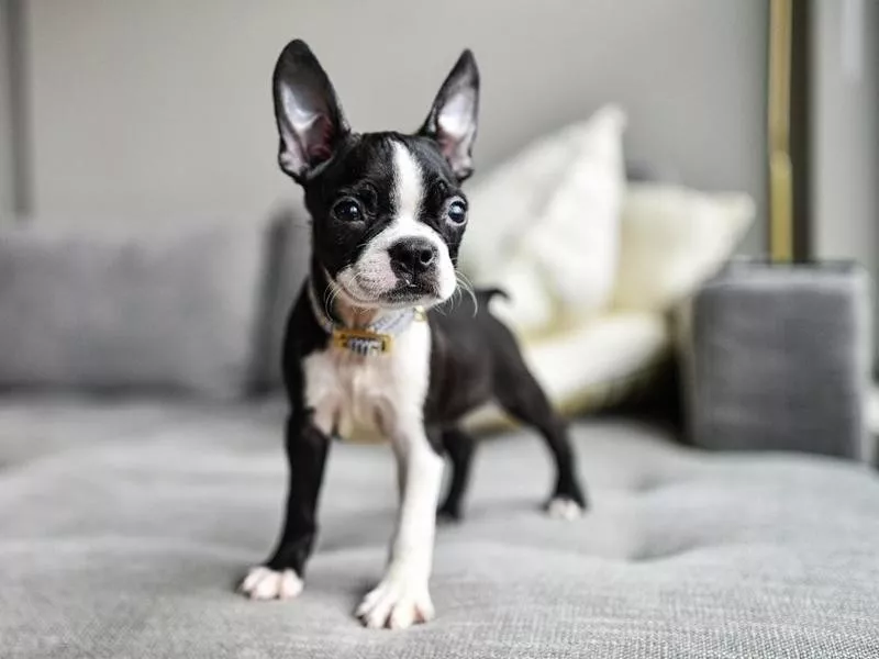 Boston terrier