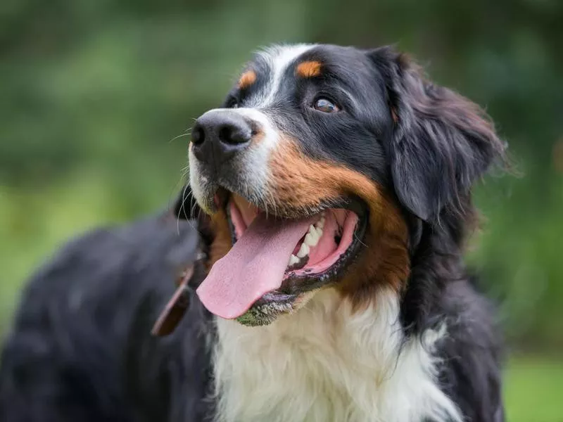 Bernese mountain dog