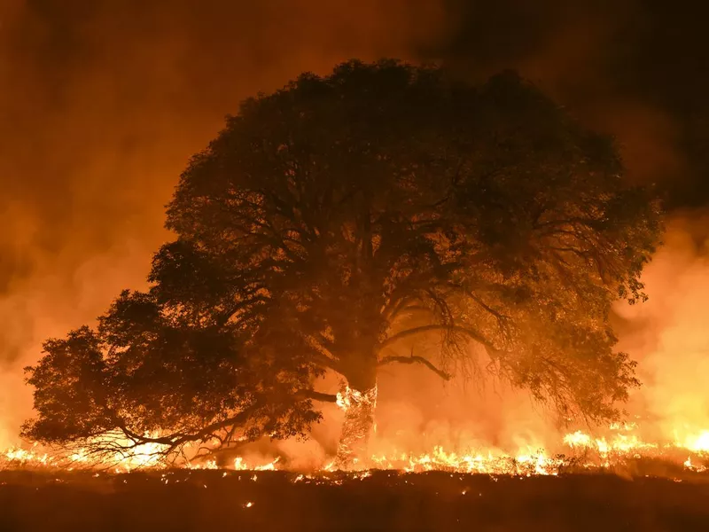 Burning Ash Tree