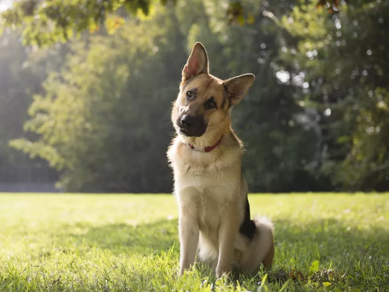 German Shepard Listening in the Park