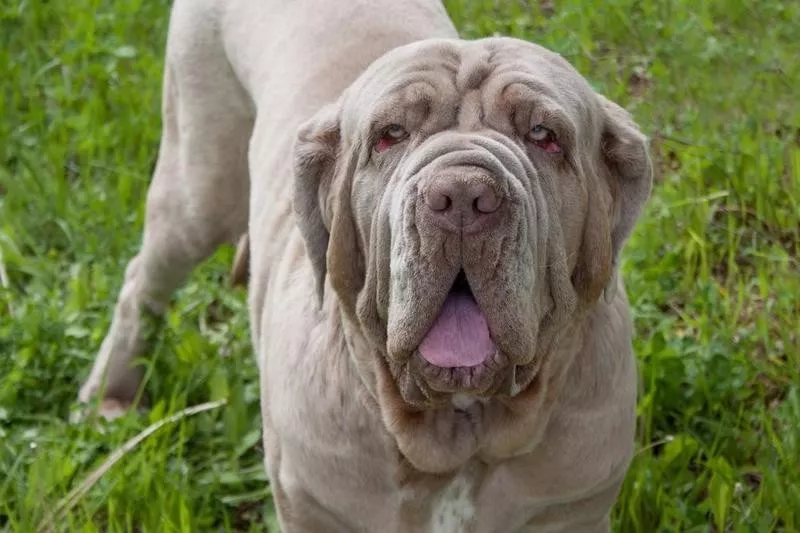 Neapolitan Mastiff