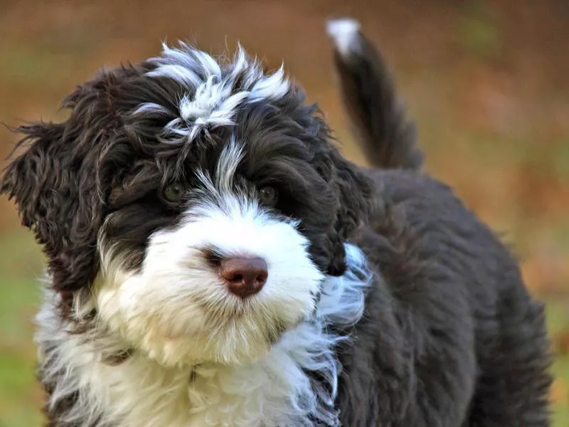 Portuguese Water Dog