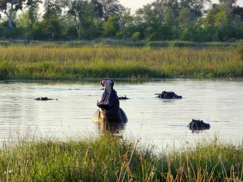 Hippo with mouth open