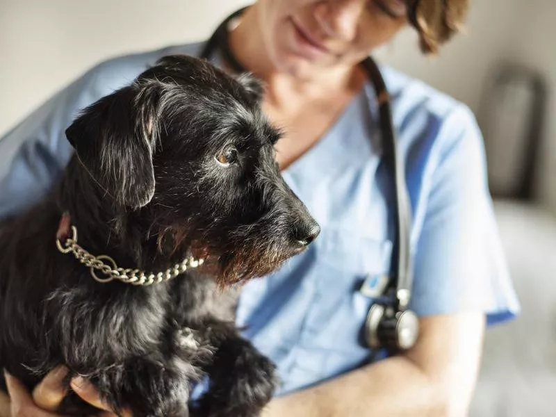 Female veterinarian holding a little dog in her arms