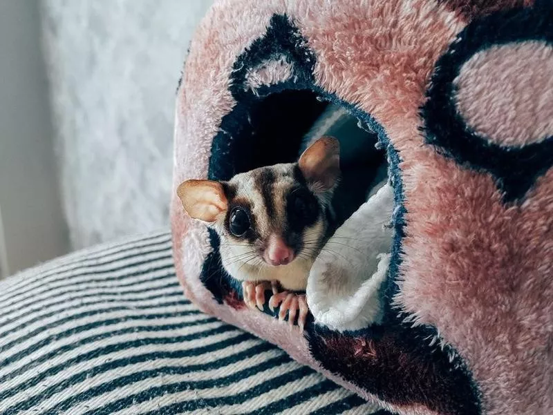 Small sugar Glider