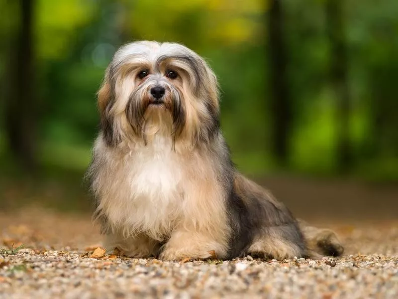 Havanese