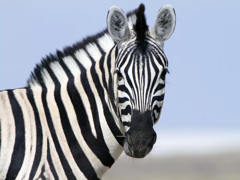 Zebra