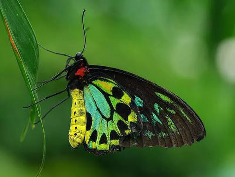 largest butterfly