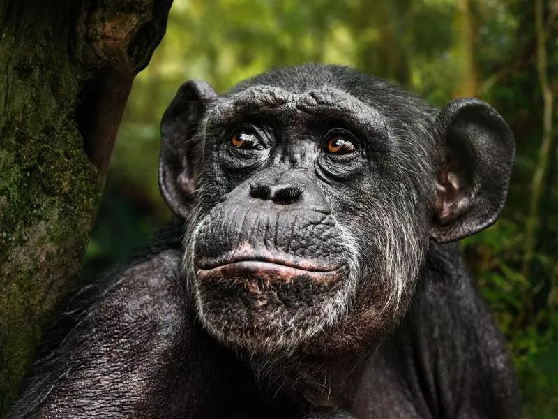 Chimpanzee portrait