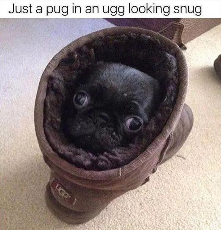 Snug doggy