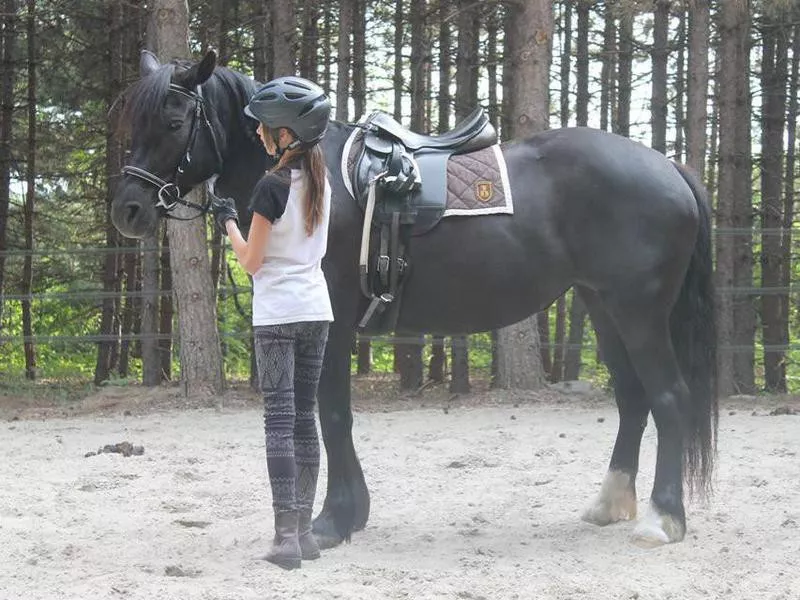 Girl and Canadian horse