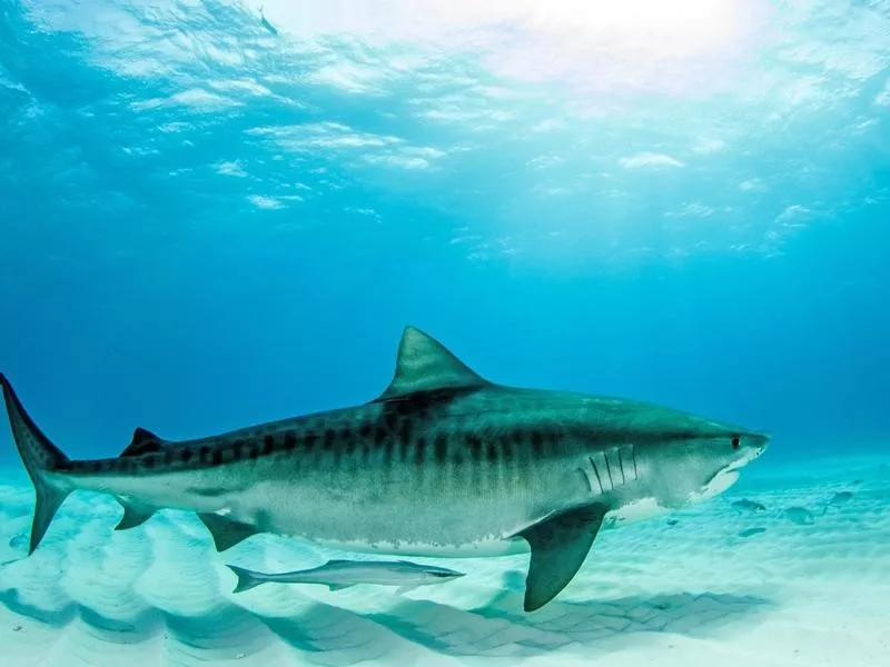 Tiger Shark