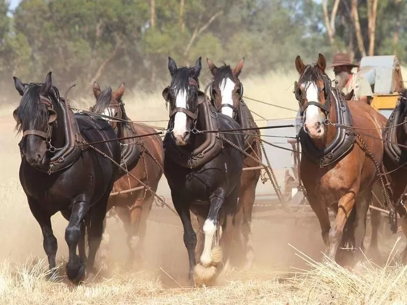 Australian Draught Horse