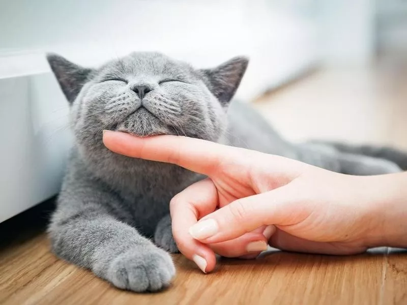 Chin Scratch