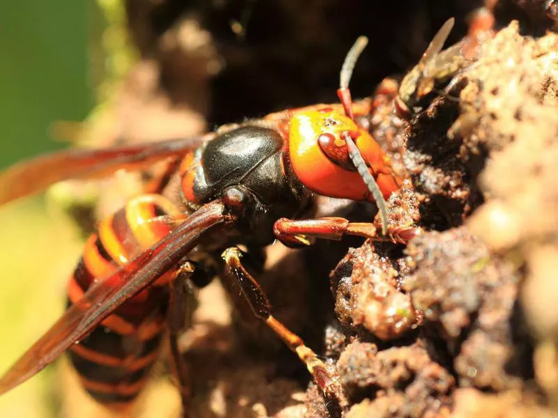 Asian Giant Hornets (aka, Murder Hornets)