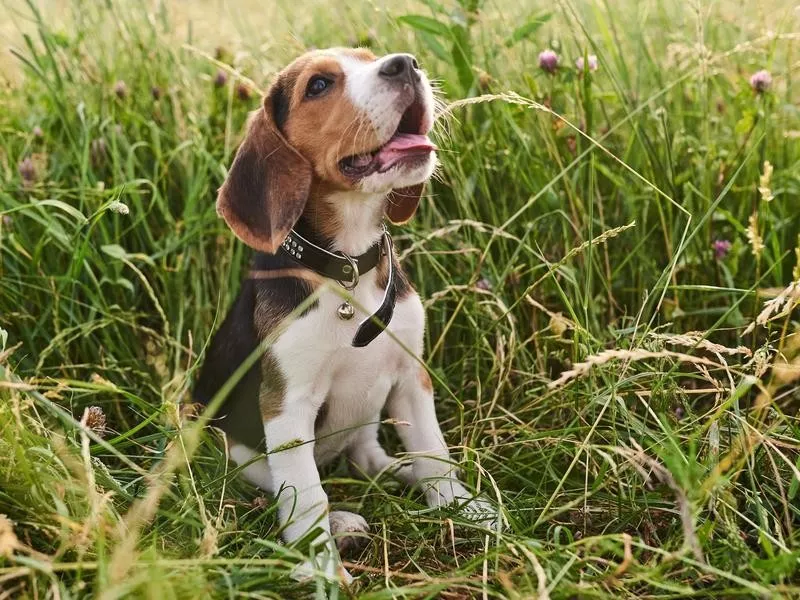 Beagle