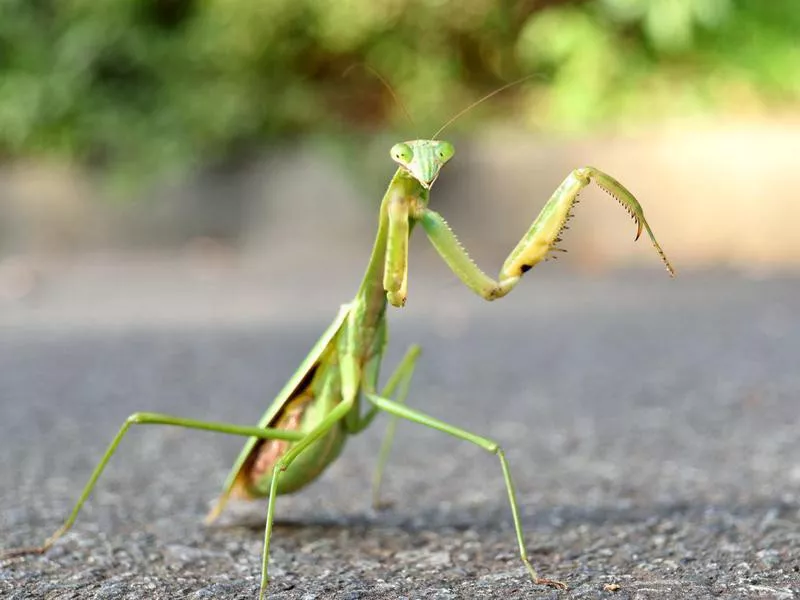 How to Care for a Praying Mantis