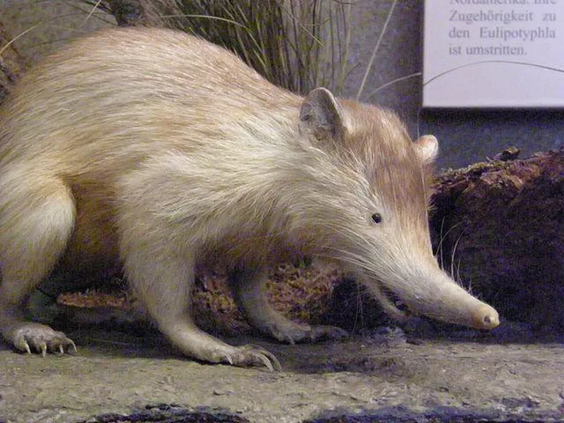 Solenodon