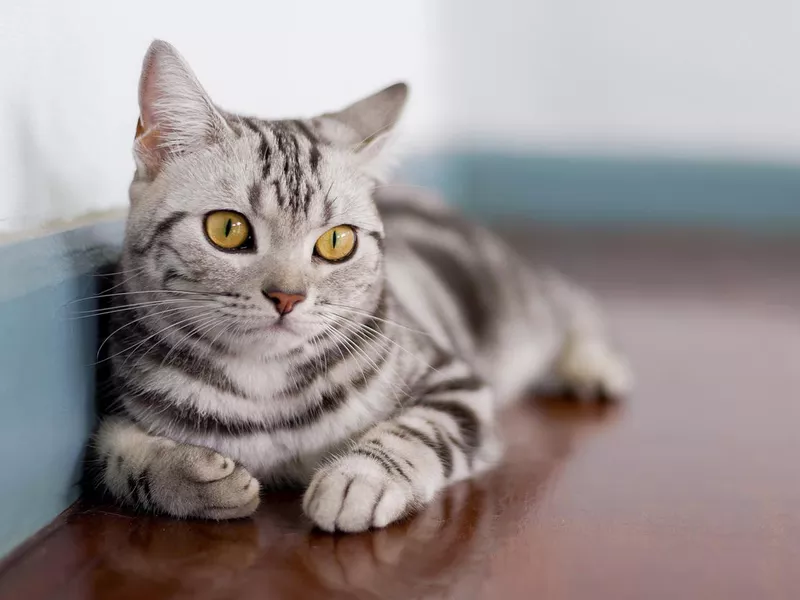 American Shorthair Cat