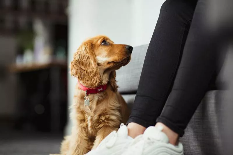 Cocker Spaniel