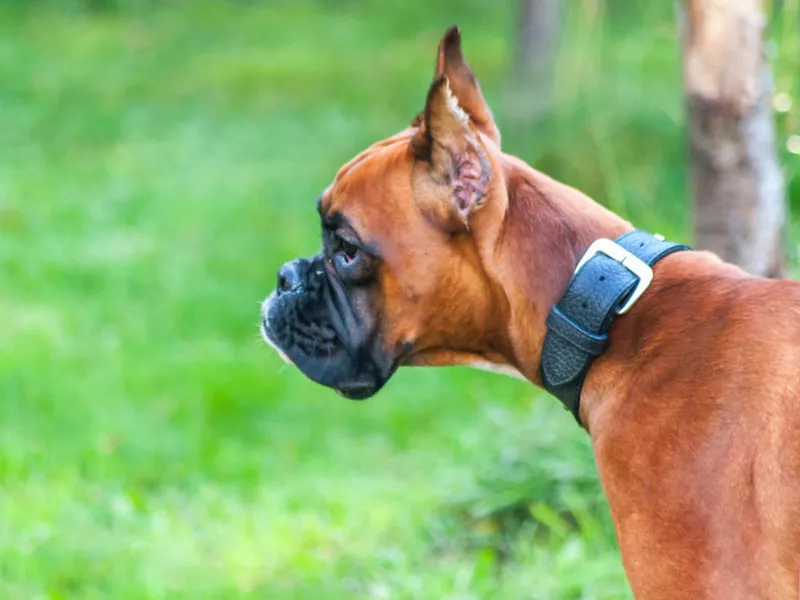 boxer dog portrait