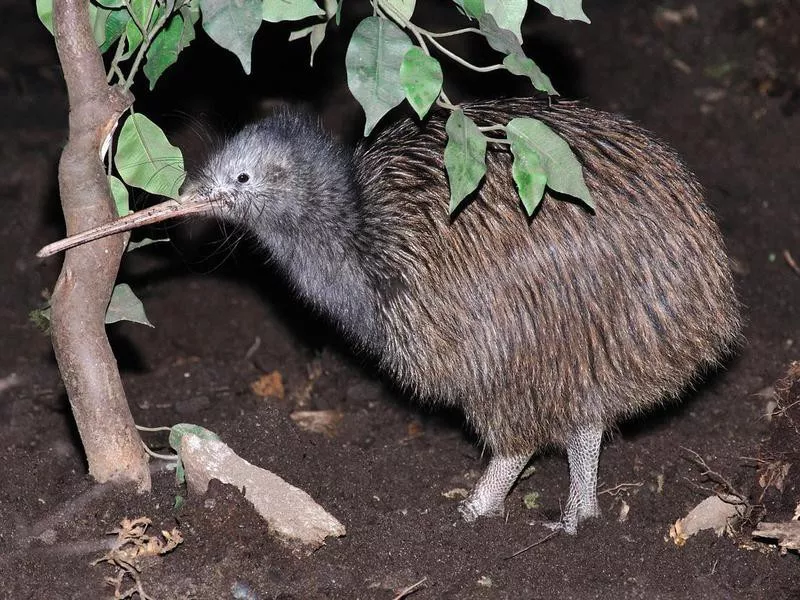 Kiwi Bird