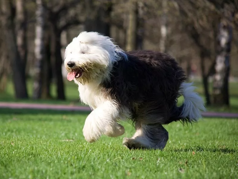 old english sheepdog