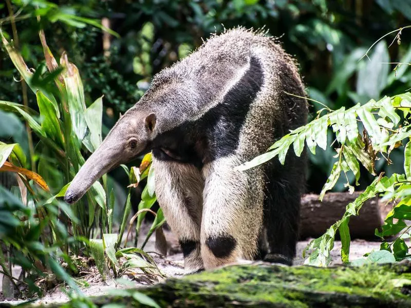 Giant Anteater