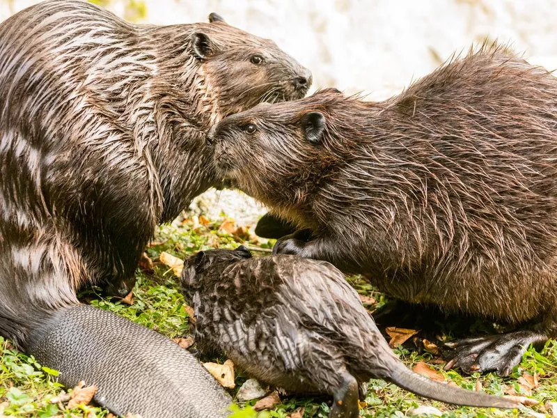 Beaver family on lake shore