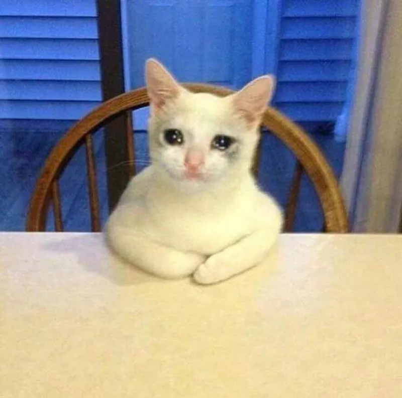 Sad cat