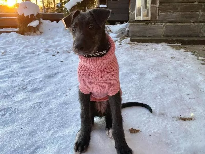 Scottish Deerhound Puppy in Sweater