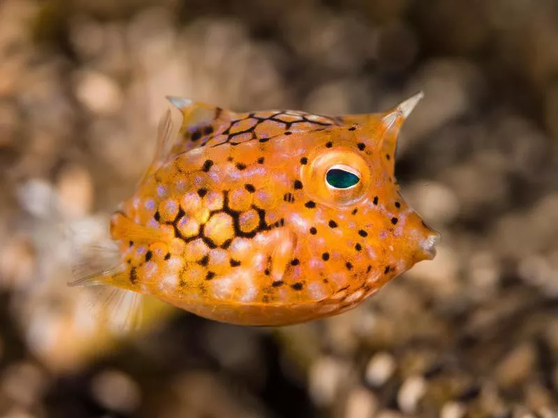 Thornback Cowfish